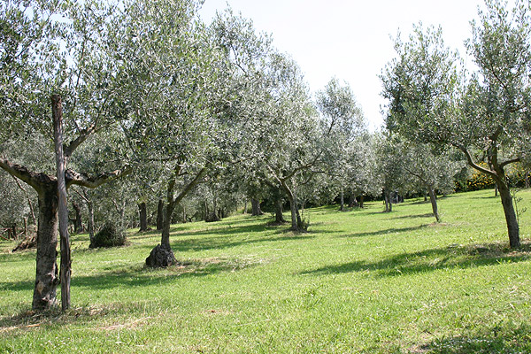 Agriturismo Cortoreggio - Our Farm, photo 1