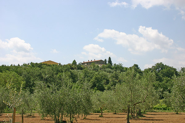 Agriturismo Cortoreggio - Our Farm, photo 2