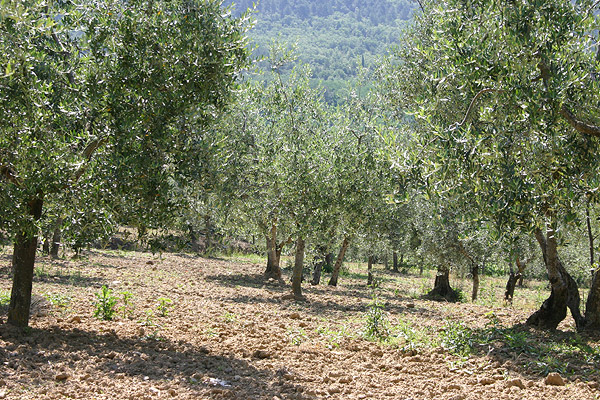 Agriturismo Cortoreggio - Our Farm, photo 6